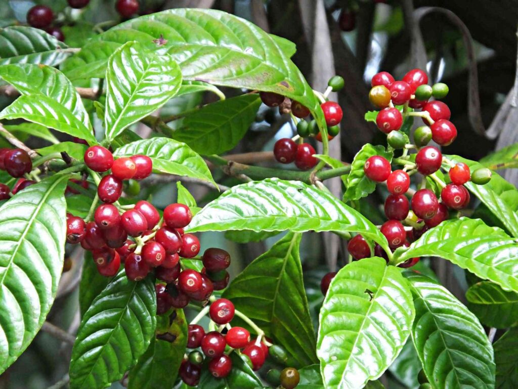 Café en peligro de extinción