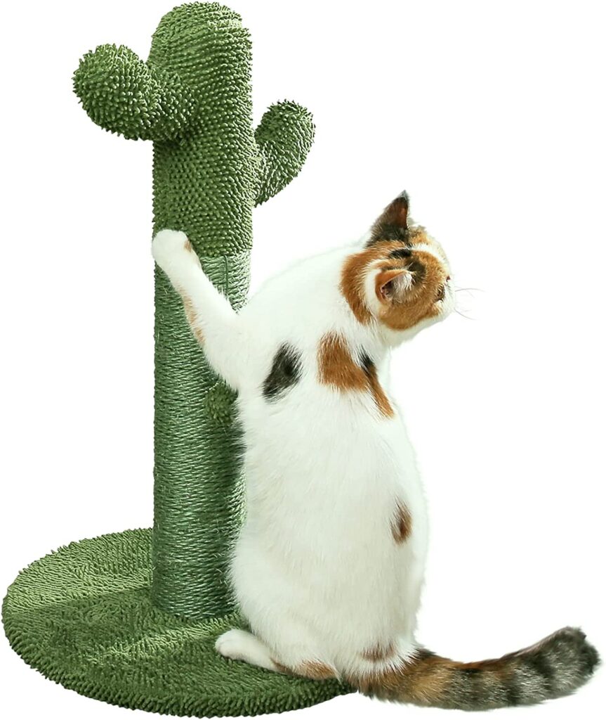 Por qué comprar un cactus rascador para gatos y como seleccionar el mejor